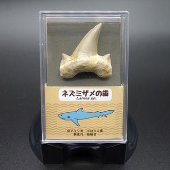 ZEO-1000-41 サメの歯(スチロールケース) ナリカ 1個 ZEO-1000-41