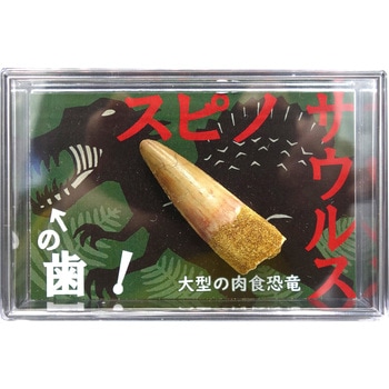 スピノサウルスの歯(スチロールケース) - ナリカ
