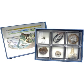 示準化石6種 ナリカ