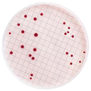 m-Endo Total Coliform Dehydrated sc-cap bottle 110g 1/Pk 1ST Merck(メルクミリポア)