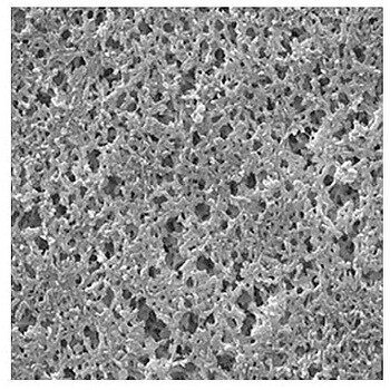 Nylon Membrane， Hydrophilic， 0.8 μm， 25 mm， 特別オファー 100 出荷 plain； Pk 100PK white，