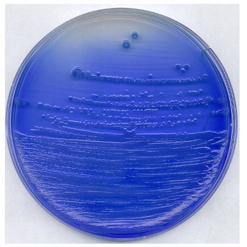 チャイナブルー乳糖寒天培地 微生物学用 102348 500G Merck(メルクミリポア)