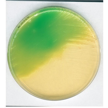 改変レシチン寒天基礎培地 微生物学用 110404 500G Merck(メルクミリポア)