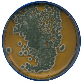 麦芽エキス寒天培地 微生物学用 105398 500G - Merck(メルクミリポア)