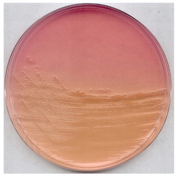 遠藤寒天培地 微生物学用 104044 500G Merck(メルクミリポア)