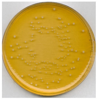 ユニバーサル ビアー寒天培地 微生物学用 100445 500G Merck(メルクミリポア)