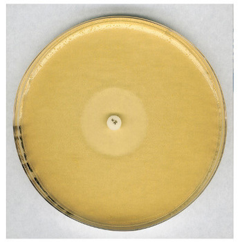 抗生物質寒天 No. 11 微生物学用 GROVE and RANDALL medium No. 11 105269 500G Merck(メルクミリポア)