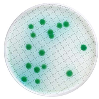 ミリフレックス セトリミド寒天充填済培地カセット 48×1ST Merck(メルクミリポア)