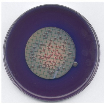 MFC 寒天培地 微生物学用 111278 500G Merck(メルクミリポア)