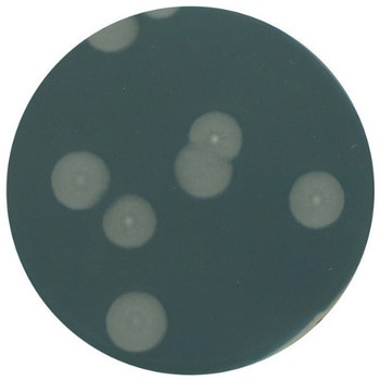酵母エキス寒天培地 微生物学用 103750 500G Merck(メルクミリポア)