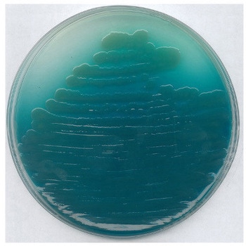 シュードモナス寒天 P 基礎培地 微生物学用 110988 500G Merck(メルクミリポア)