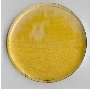 シュードモナス寒天 F 基礎培地 微生物学用 110989 500G Merck(メルクミリポア)