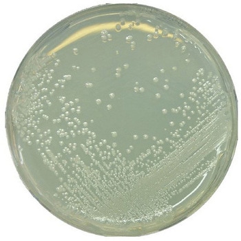 BAT 寒天培地 微生物学用 107994 500G Merck(メルクミリポア)