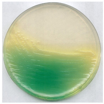KING 寒天 B 基礎培地 Dansk Standard 微生物学用 110991 500G Merck(メルクミリポア)
