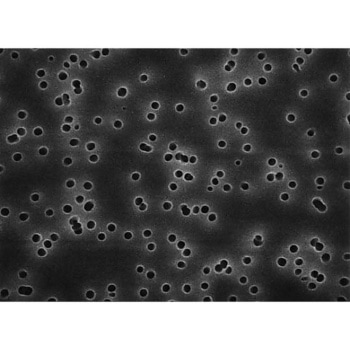 Isopore disc PC philic 10μm 142mm wh pln 50/Pk 50PK Merck(メルクミリポア)