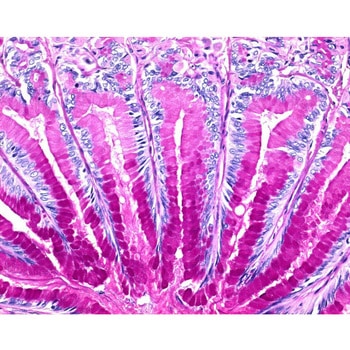ISOSLIDE (R) PAS スライドガラス、組織中の多糖類検出に用いる対照組織付き 100408 1ST Merck(メルクミリポア)