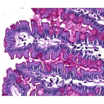 シッフ試薬 顕微鏡用 109033 2.5L Merck(メルクミリポア)