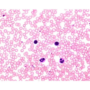 ヘマカラー (R) 溶液2 赤色液 Hemacolor (R) 111956 2.5L Merck(メルクミリポア)