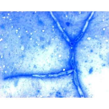 Chromolith (R) SemiPrep Si 100-10 mm 152015 1ST Merck(メルクミリポア)