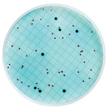 m-ColiBlue24 (R) Broth Merck(メルクミリポア)