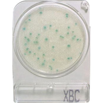 06727X-BC �R���p�N�g�h���C ���Ã_�C�A�O�m�X�e�B�N�X �����ŋۍ�(�ꊇ�) 40466745