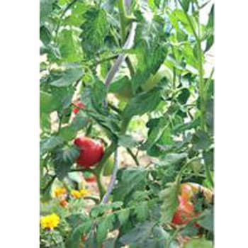 トマト用支柱 シルバー Daim 園芸支柱 通販モノタロウ F11 1800