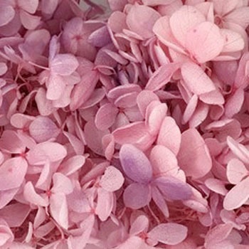 01515-142 �\�t�g�s���~�b�h�A�W�T�C�E�w�b�h ��2�� ��n�_�� 40718239