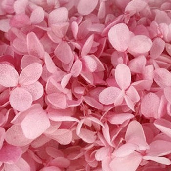 01515-151 �\�t�g�s���~�b�h�A�W�T�C�E�w�b�h ��2�� ��n�_�� 40718266