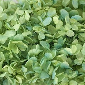 01515-762 ソフトピラミッドアジサイ・ヘッド 約2輪 大地農園 40718275