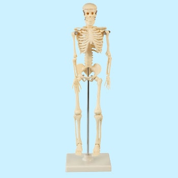 人体骨格模型 アーテック 学校教材 教育玩具 人体 標本 生物 通販モノタロウ 9976