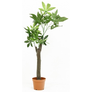 観葉植物 パキラ 不二貿易