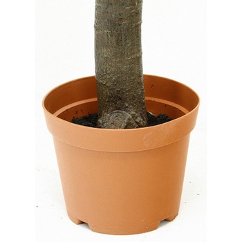 観葉植物 パキラ 不二貿易