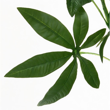 観葉植物 パキラ 不二貿易
