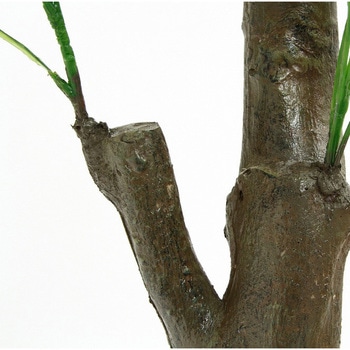 観葉植物 パキラ 不二貿易