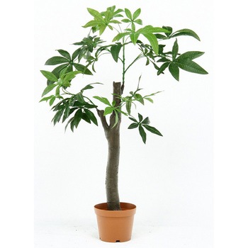 観葉植物 パキラ 不二貿易