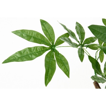 観葉植物 パキラ 不二貿易