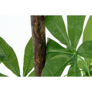 観葉植物 パキラ 不二貿易