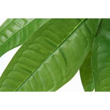 観葉植物 パキラ 不二貿易