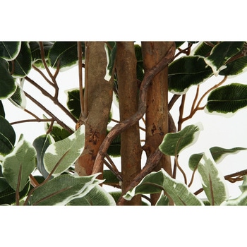 観葉植物 フィカス 1124 - 不二貿易