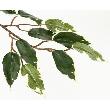 観葉植物 フィカス 1124 - 不二貿易