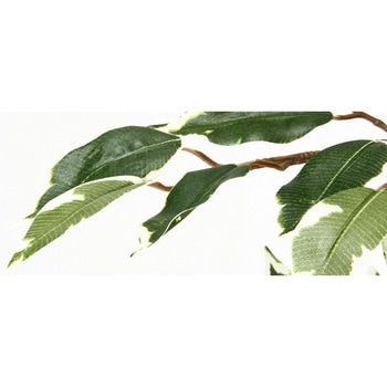 観葉植物 フィカス 1124 - 不二貿易