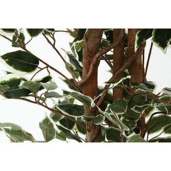 観葉植物 フィカス 1124 - 不二貿易