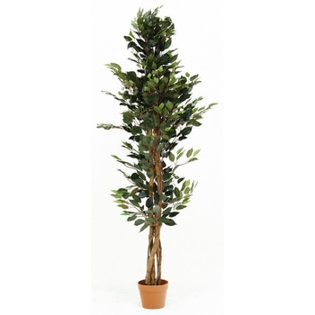 観葉植物 フィカス 690 不二貿易
