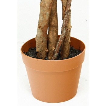 観葉植物 フィカス 690 不二貿易