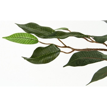 観葉植物 フィカス 690 不二貿易
