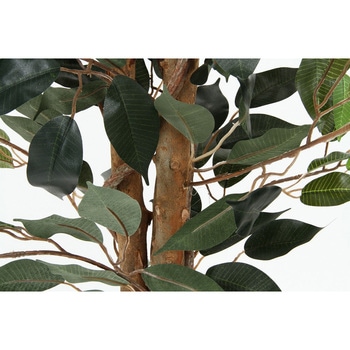 観葉植物 フィカス 690 不二貿易