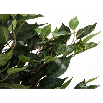 観葉植物 フィカス 690 不二貿易