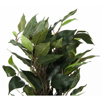 観葉植物 フィカス 690 不二貿易