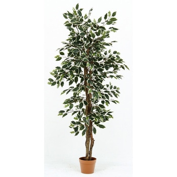 観葉植物 フィカス 690 不二貿易