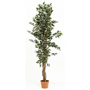 観葉植物 フィカス 690 不二貿易